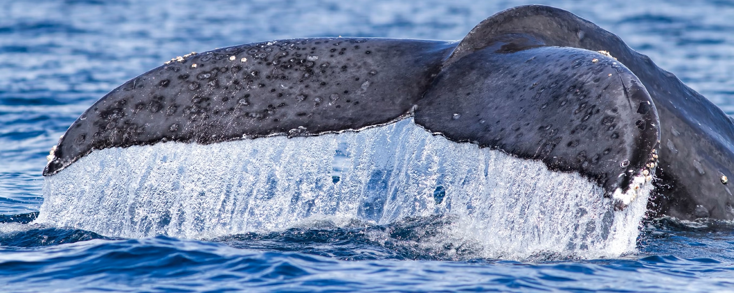 Ballena Gris