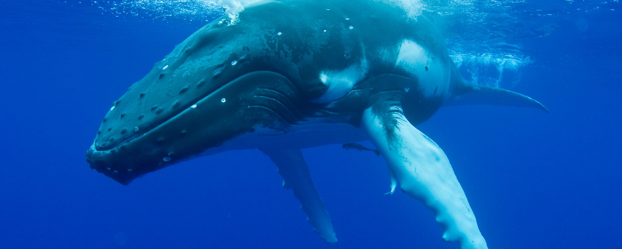 Ballenas en México