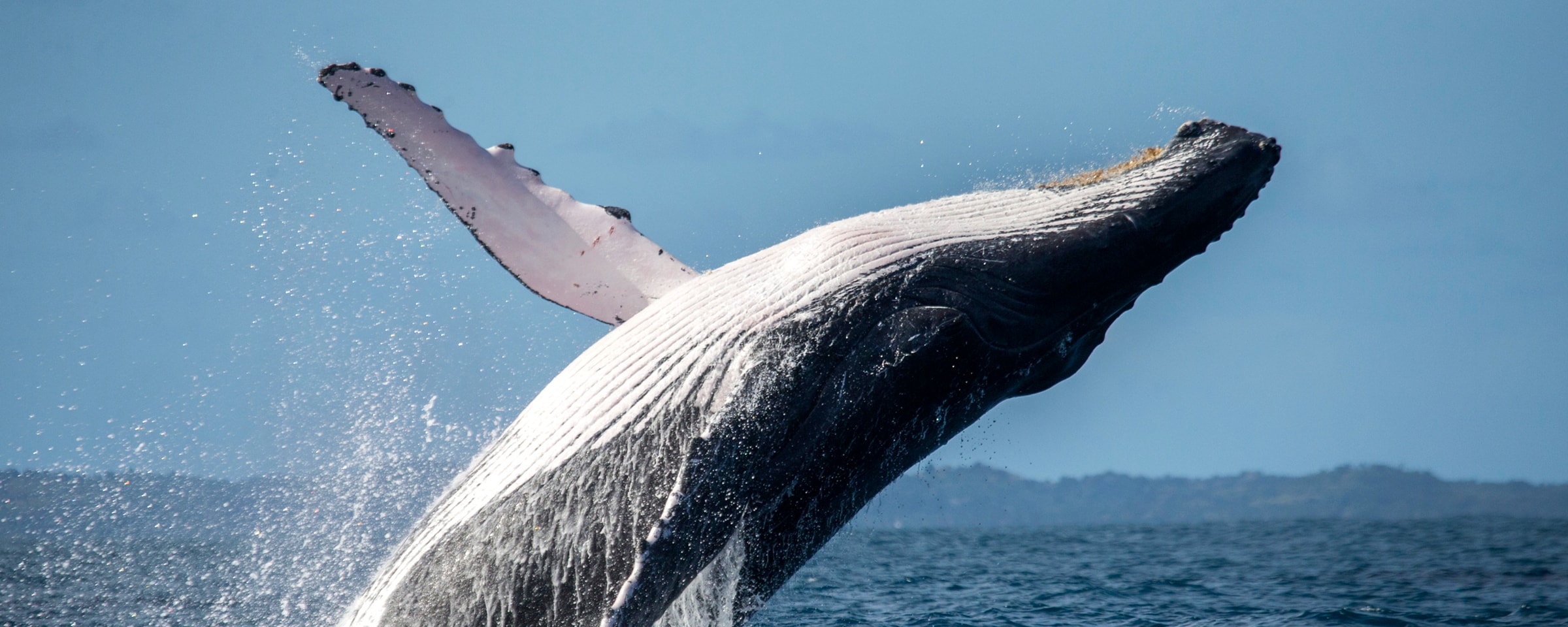 Vive el avistamiento de ballenas en méxico